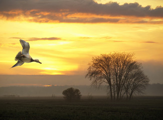 Flying Gadwall Duck in sunset landscape