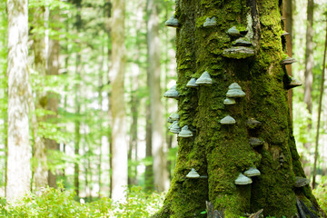 mossy tree with mushrooms on the bark