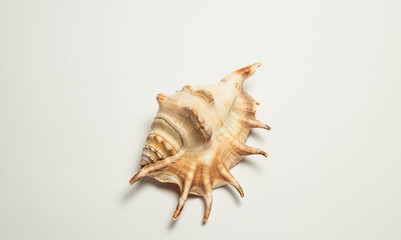 Obraz premium shell, sea, seashell, isolated, white, nature, object, beach, ocean, marine, mollusk, aquatic, conch, beauty, shellfish, life, decoration, souvenir, spiral, summer, close-up, cockleshell, sand, tropic