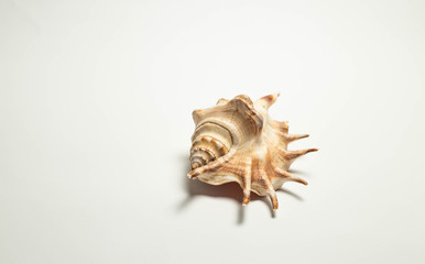 shell sea ocean background wallpaper soul of the sea