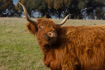 The hair cow