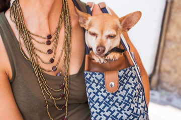 Frau trägt einen kleinen Hund in ihrer Handtasche