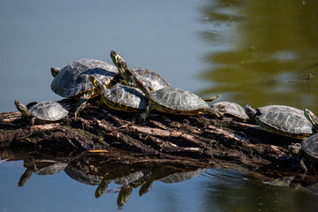 Aerial view of multiple turtles resting on a tree branch in the middle of the water