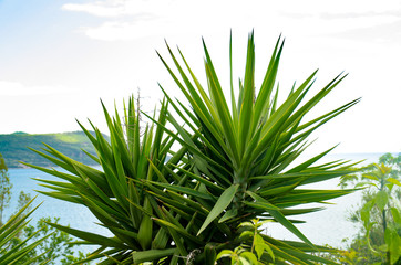 Palm against the sea and mountains. Summer background.The picturesque coast of the Adriatic sea.