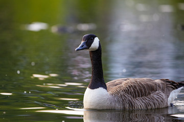 Obraz premium Kanadagans im Sonnenuntergang im Wasser
