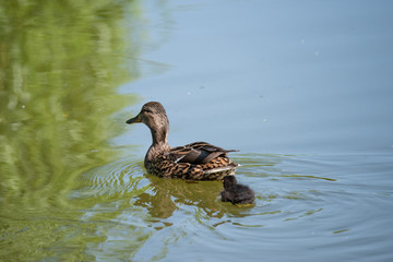 Cute duckling following mother in a queue on the lake