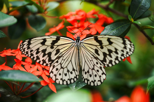 68 Best オオゴマダラ 蝶々 蝶 虫 羽 昆虫 自然 イメージ 西表島 緑 夏 季節 四季 日本 沖縄 綺麗 飛ぶ 石垣島 昆虫採集 花 Images Stock Photos Vectors Adobe Stock
