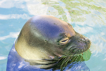 Obraz premium Monk seal's head - Hawaii