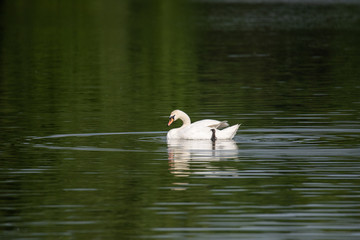 A mute swan , Cygnus olor, swims in the lake
