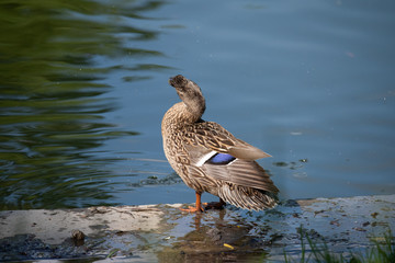 Portrait of a single female duck sitting by the water