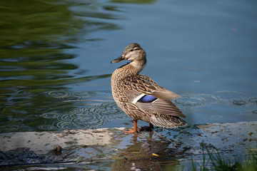 Portrait of a single female duck sitting by the water