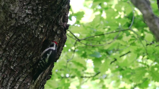 Middle Spotted Woodpecker (Leiopicus medius) brings food for the chicks to nest in tree - (4K)