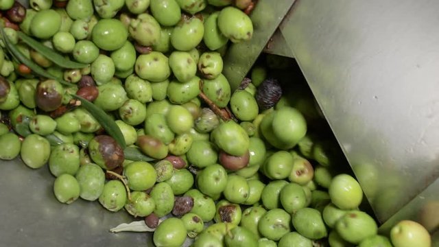 olives falling in the crusher-Olive Oil production in South of Italy