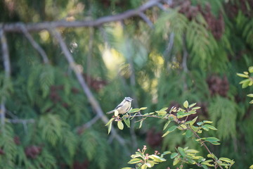 real wild bird on the tree