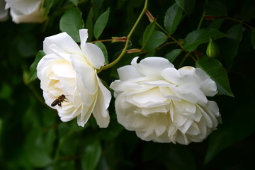 Obraz na płótnie Canvas Weiße Rose im Park