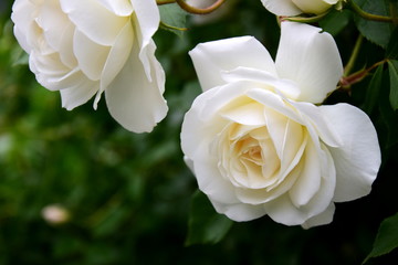 Weiße Rosen im Park