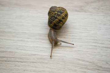 close-up of a common snail
