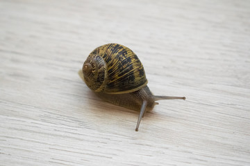 close-up of a common snail