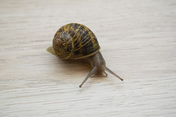 close-up of a common snail