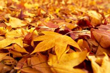 autumn leaves