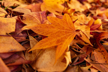 autumn leaves