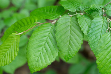 spring hornbeam leaves macro