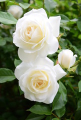 Weiße Rosen im Park