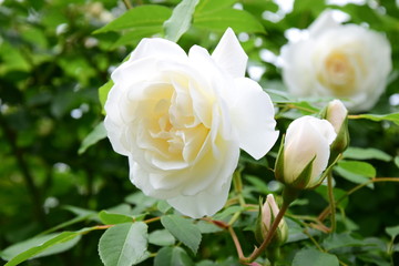 Weiße Rose im Park