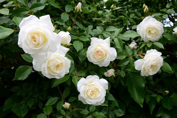 Fototapeta na wymiar Weiße Rosen - Rosenbusch im Park