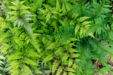 Ferns in the woods 