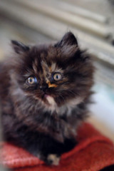 Little dark brown persian kitten.