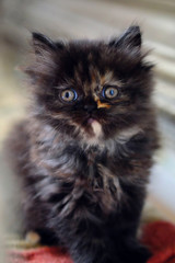 Naklejka na ściany i meble Little dark brown persian kitten.