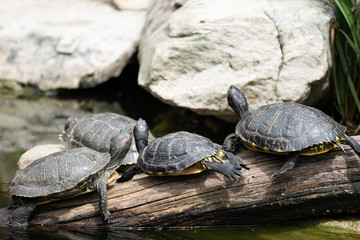 Yellow-bellied Slider (Trachemys scripta scripta) turtles sunning themselves on a log at the zoo