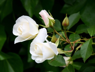 Obraz na płótnie Canvas Weiße Rose im Park