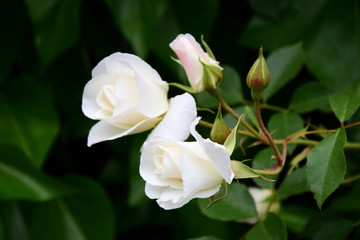 Fototapeta na wymiar Weiße Rosen im Park
