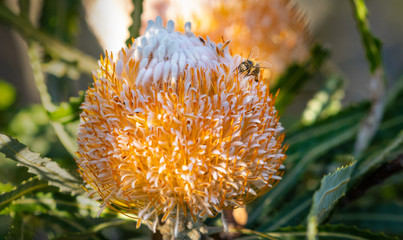Banksia Bloom