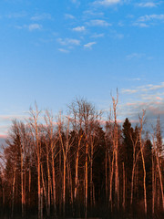 Vertical view of bare trees glowing red at sunset