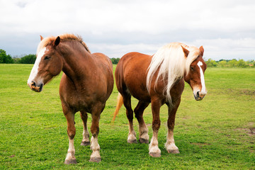 Fototapeta na wymiar Belgian Draft Horses