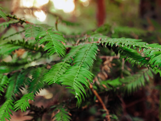Fern leaves in the redwood forest with soft focus