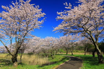 春の三郎堤