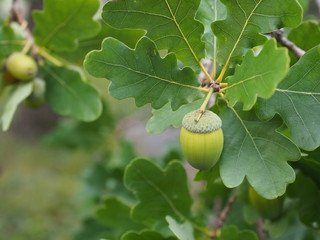 Obraz premium Green foliage and acorns on an oak grove