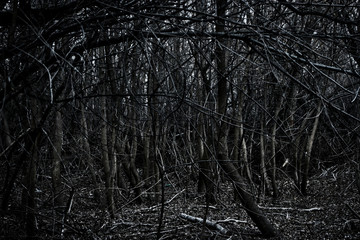 Spinney - silhouettes in dark forest area with copyspace on foreground