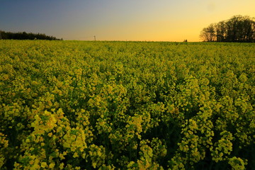 Obraz premium 宮城県 ひまわりの丘の菜の花