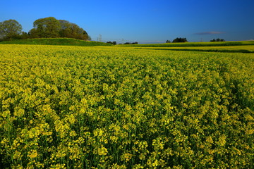 宮城県　ひまわりの丘の菜の花