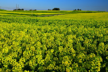 宮城県　ひまわりの丘の菜の花