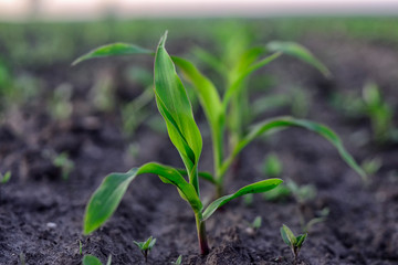 corn sprouts on the field