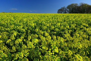宮城県　ひまわりの丘の菜の花