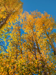 Autumn trees in the Sierra Nevada mountains in early October