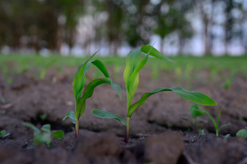 corn sprouts on the field