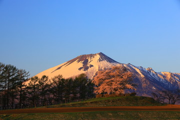 Fototapeta premium 岩手山と桜